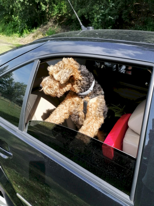 auf dem Parkplatz der Hundeschule